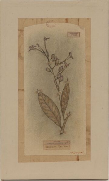 Παντελιάς Μίλτος