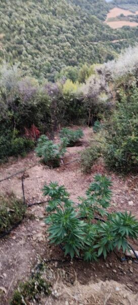 26 06 2026 Εντοπίστηκε φυτεία δενδρυλλίων κάνναβης στην Ηλεία (5)