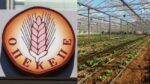 opekepe viologika 768x432 1 1