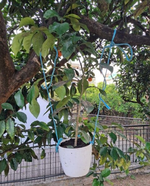 Δενδρύλλια παρασιτισμένα