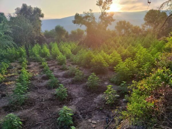 03 07 2026 Εντοπίστηκε μεγάλη φυτεία δενδρυλλίων κάνναβης στη Μεσσηνία (1)