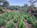 03 07 2026 Εντοπίστηκε μεγάλη φυτεία δενδρυλλίων κάνναβης στη Μεσσηνία (2)