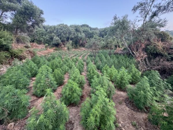03 07 2026 Εντοπίστηκε μεγάλη φυτεία δενδρυλλίων κάνναβης στη Μεσσηνία (2)