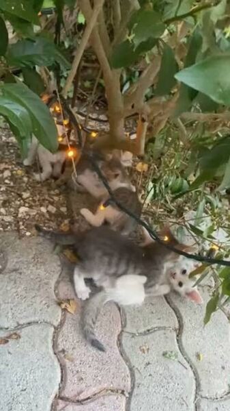 gata