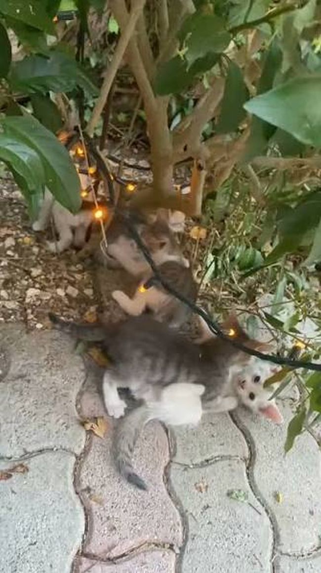 gata