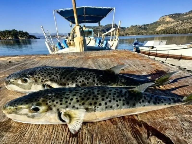 lagokefalos ape.jpg