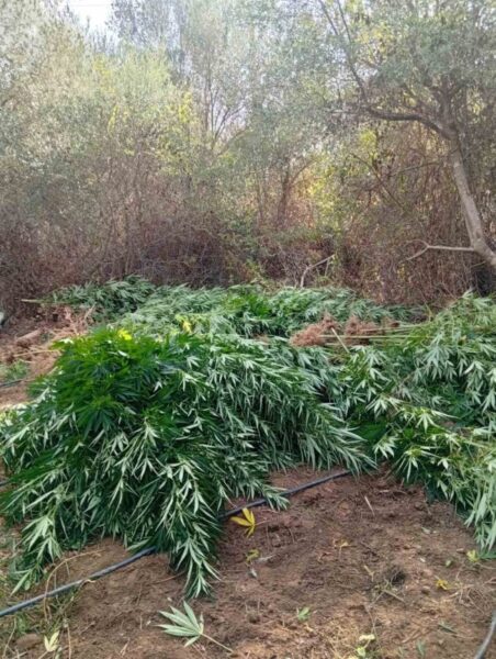 31 08 2026 Εντοπίστηκε οργανωμένη φυτεία κάνναβης σε αγροτική περιοχή της Ηλείας (2)