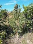 07 10 2026 Σύλληψη για καλλιέργεια και διακίνηση ναρκωτικών στο Μεσολόγγι (3)