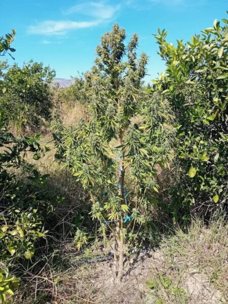 07 10 2026 Σύλληψη για καλλιέργεια και διακίνηση ναρκωτικών στο Μεσολόγγι (3)