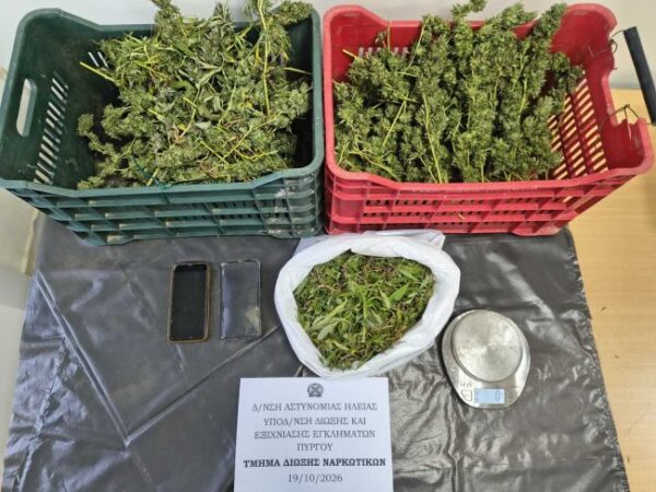 19 10 2026 Εντοπίστηκε φυτεία με περισσότερα από 300 δενδρύλλια κάνναβης στην Ηλεία (1)
