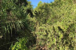 Εντοπίστηκε φυτεία με περισσότερα από -300- δενδρύλλια κάνναβης στην Ηλεία