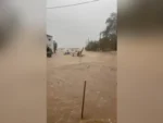 platanias magnisias