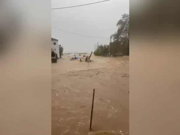 platanias magnisias